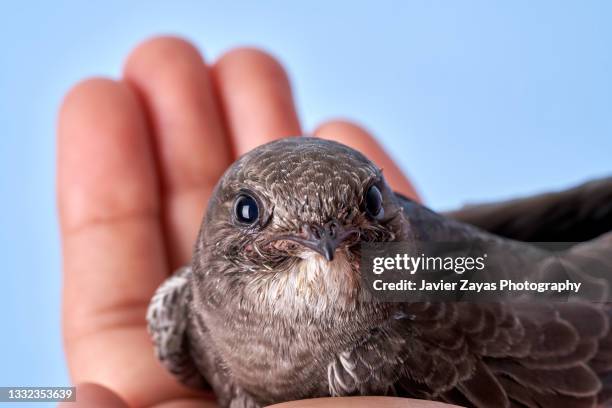 202 Common Swift Bird Stock Photos High Res Pictures And Images 202-common-swift-bird-stock-photos-high-res-pictures-and-images