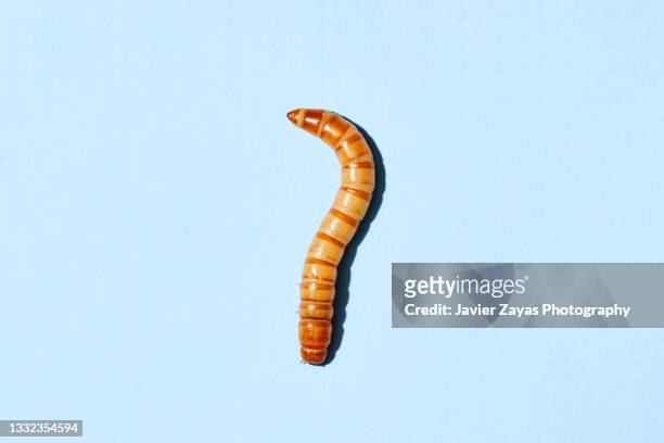 yellow mealworm (tenebrio molitor) on blue background - mealworm stockfoto's en -beelden