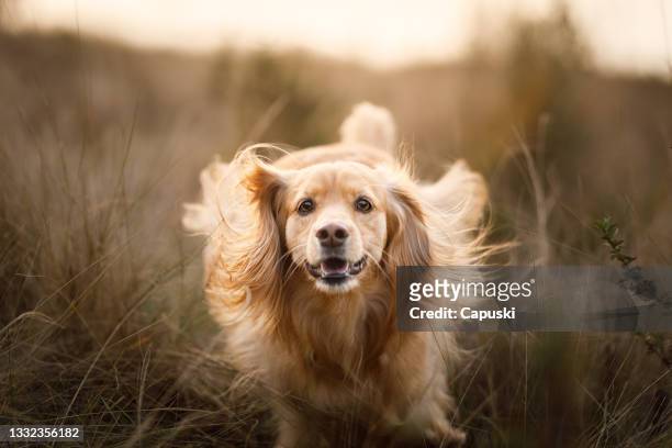 beautiful dog running in the meadow - fur imagens e fotografias de stock