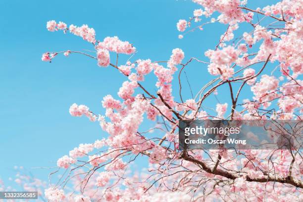 close up shut of cherry blossom under clear blue sky in spring - cherry tree foto e immagini stock