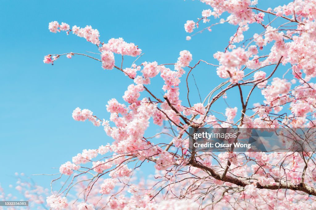 Close up shut of cherry blossom under clear blue sky in Spring