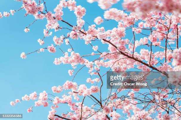close up shut of cherry blossom under clear blue sky in spring - sakura photos et images de collection