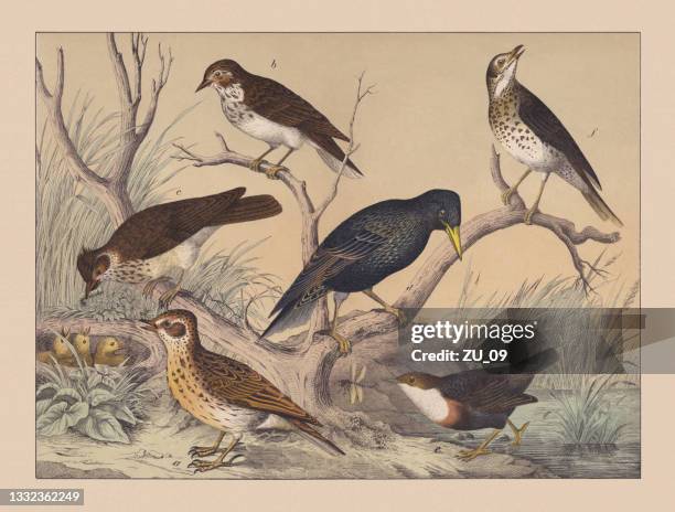 singvögel (passeriformes), handkolorierte chromolithographie, veröffentlicht 1882 - singdrossel stock-grafiken, -clipart, -cartoons und -symbole