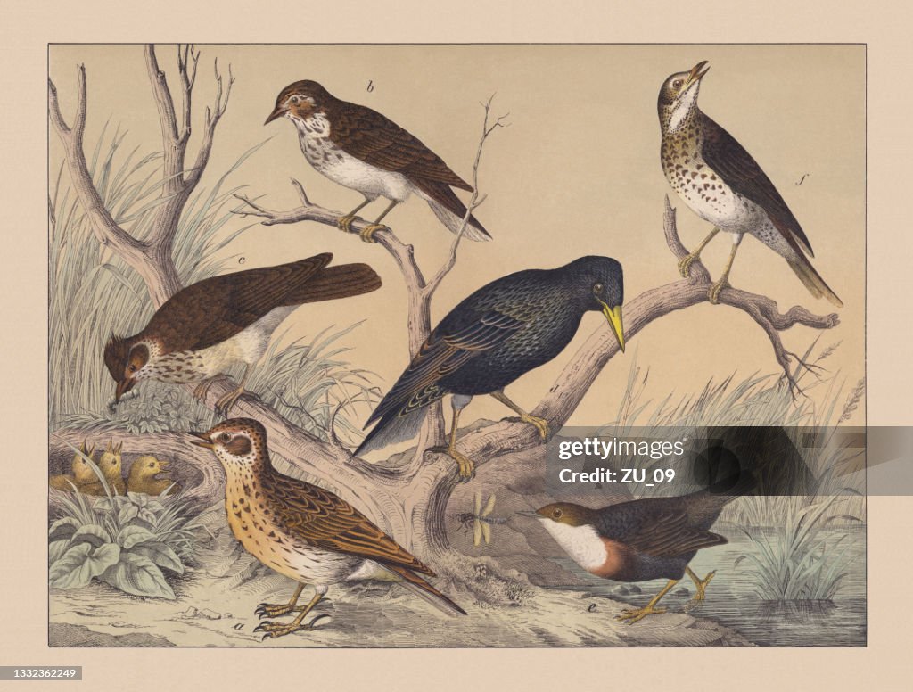 Songbirds (Passeriformes), hand-colored chromolithograph, published in 1882