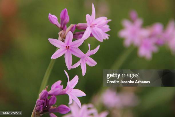 close-up image of the delicate pink flowers of tulbaghia violacea - african lily stock-fotos und bilder