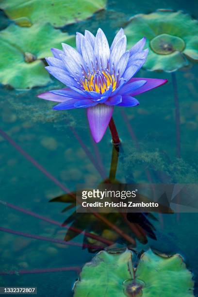 96 photos et images de Lotus Bleu - Getty Images