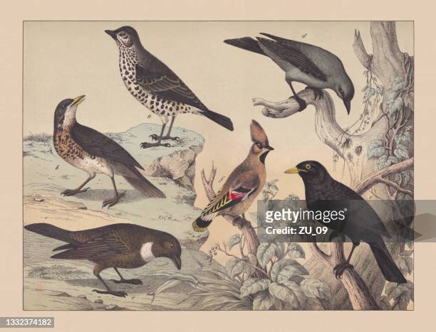 ilustrações de stock, clip art, desenhos animados e ícones de songbirds (passeriformes), hand-colored chromolithograph, published in 1882 - pluma de ave