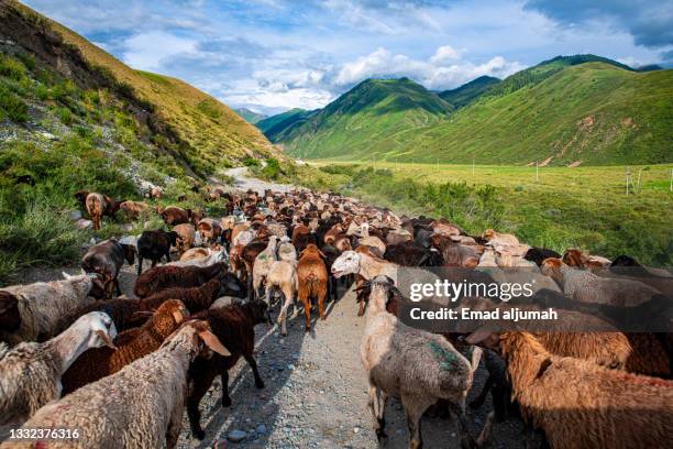 picturesque kok-oirok summer pasture,chon-kemin valley, chui, kyrgyzstan - kyrgyzstan stock-fotos und bilder