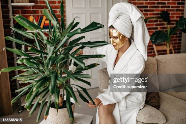 watering a plant - dracaena stock pictures, royalty-free photos & images