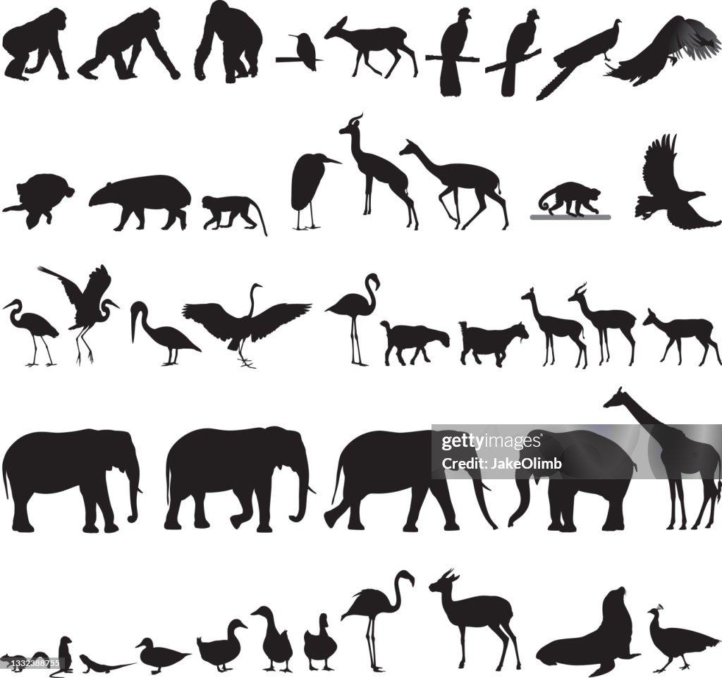 Zoo Animal Siluetas 4