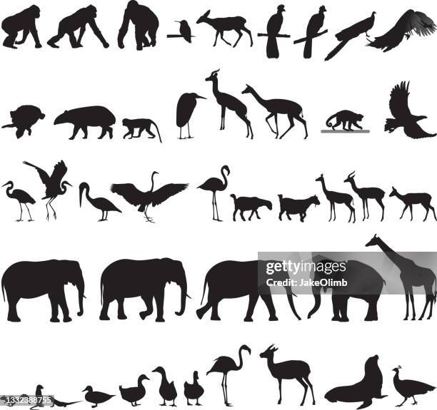 1 151点のゴリライラスト素材 Getty Images 1 151点のゴリライラスト素材 Getty Images