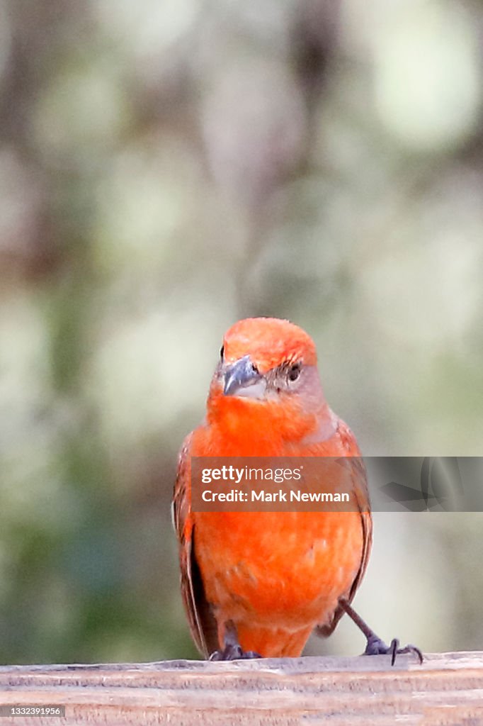 Hepatic tanager