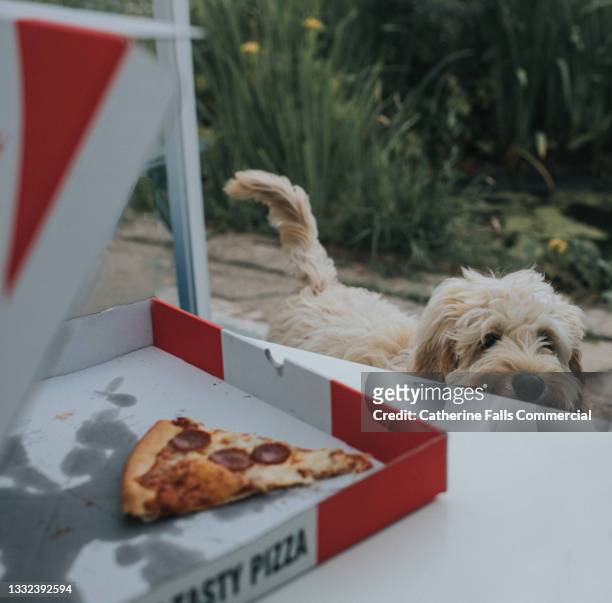 a puppy bides his time, eyeing up a slice of pepperoni pizza in a takeaway pizza box - dog food stock-fotos und bilder