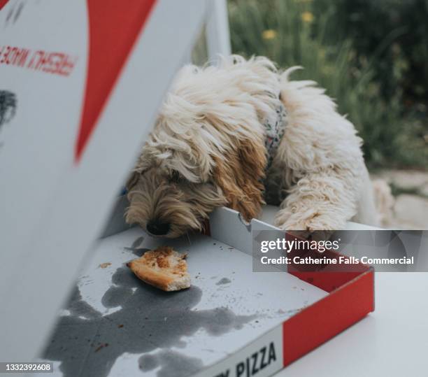 a puppy seizes the opportunity to steal a slice of leftover pizza from an open pizza takeaway box - leftovers stockfoto's en -beelden