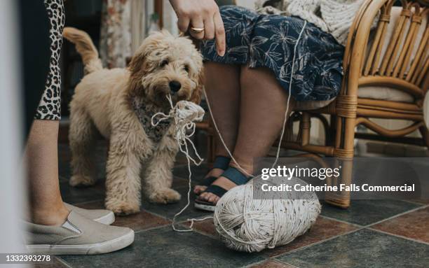 cute cockapoo puppy picks up a ball of wool in his mouth and looks at the camera - naughty pet stock pictures, royalty-free photos & images