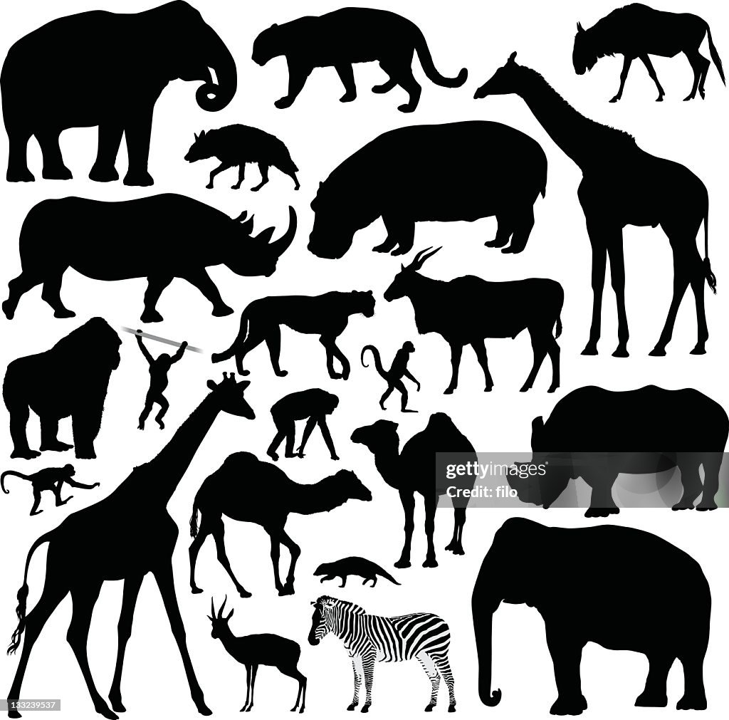 Animaux d'Afrique