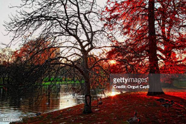 autumn at st. james’s park - orgut cayli stock pictures, royalty-free photos & images