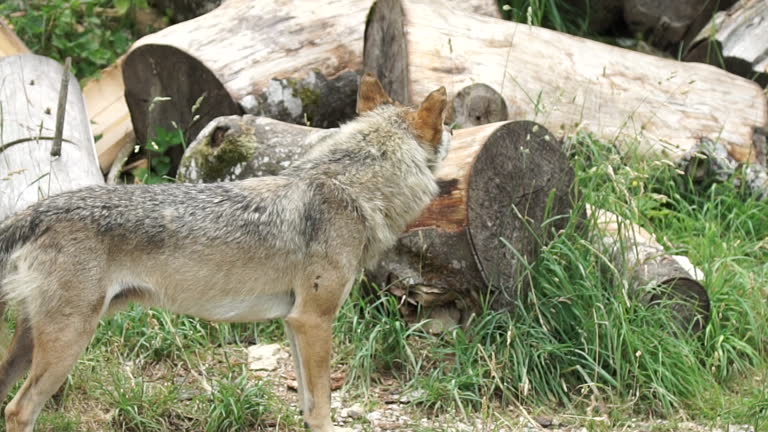 Wolf Rear View Videos and HD Footage - Getty Images