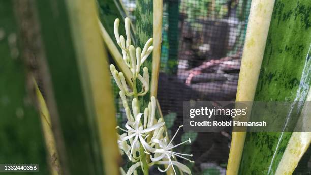 sansevieria - mother-in-law's tongue - sansevieria ストックフォトと画像