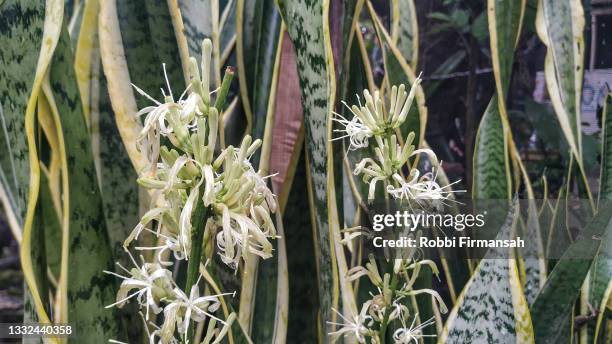 sansevieria (snake plant) flower - sansevieria stock pictures, royalty-free photos & images