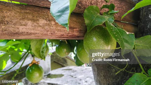 bunch of fruits on a passion fruit vine - vine plant 個照片及圖片檔