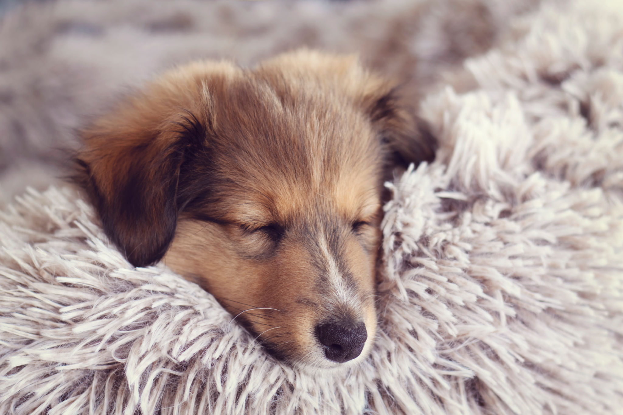 dog bed winter