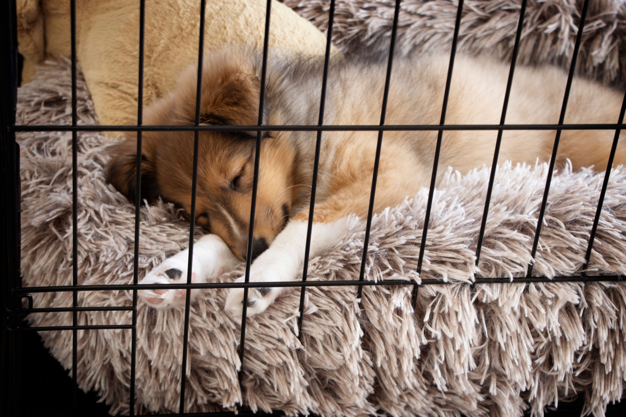 Crate Training Puppy. Sheltie sleeping on fluffy and warm bed. Winter Concept Crate Training Puppy. Sheltie sleeping on fluffy and warm bed. Winter Concept