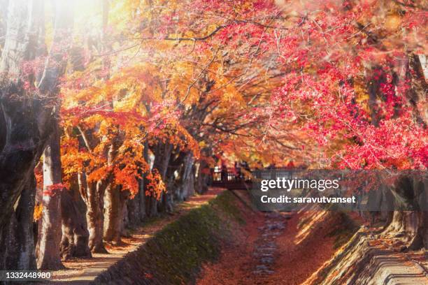 treelined river in autumn, kawaguchiko, yamanashi, honshu, japan - lake kawaguchi imagens e fotografias de stock