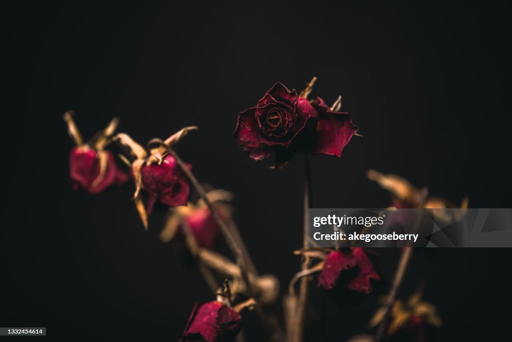 Dead rose on black background look like life