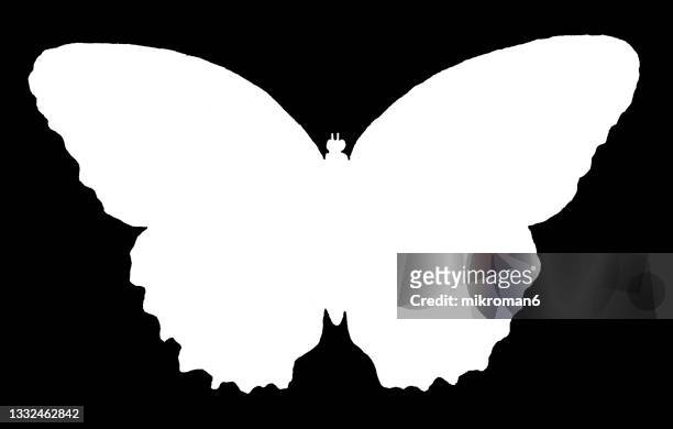 107 White Butterfly Black Background Stock Photos, High Res Pictures, and  Images - Getty Images