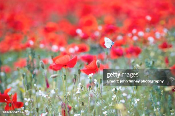 british wild meadow with red poppies and a white butterfly. uk - bukettanemon bildbanksfoton och bilder