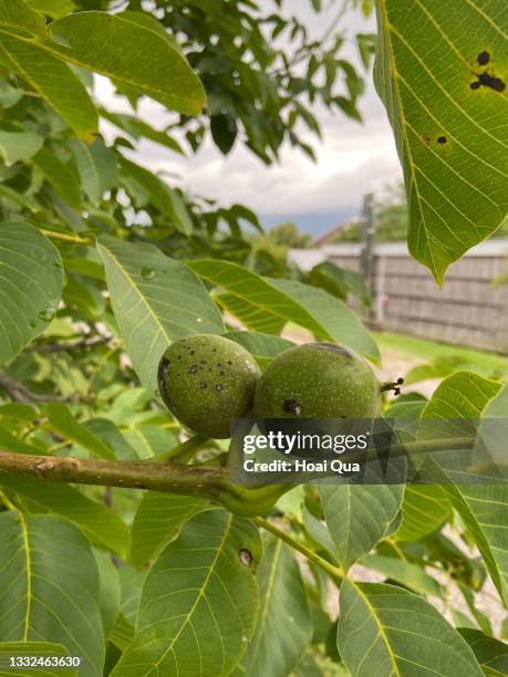 green macadamia - macadamia nut stock pictures, royalty-free photos & images