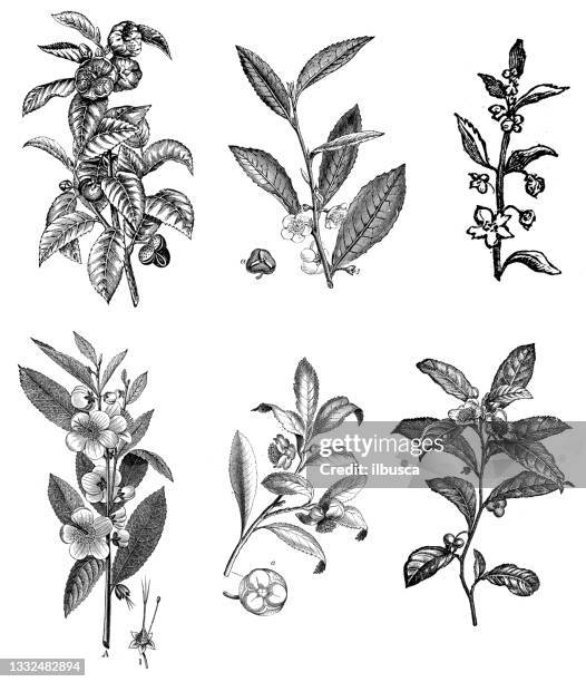 collection of antique botany illustrations: camellia sinensis, tea plant - camellia sinensis stock illustrations