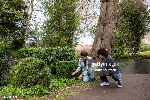 foraging in the woods - wildlife conservation stock pictures, royalty-free photos & images