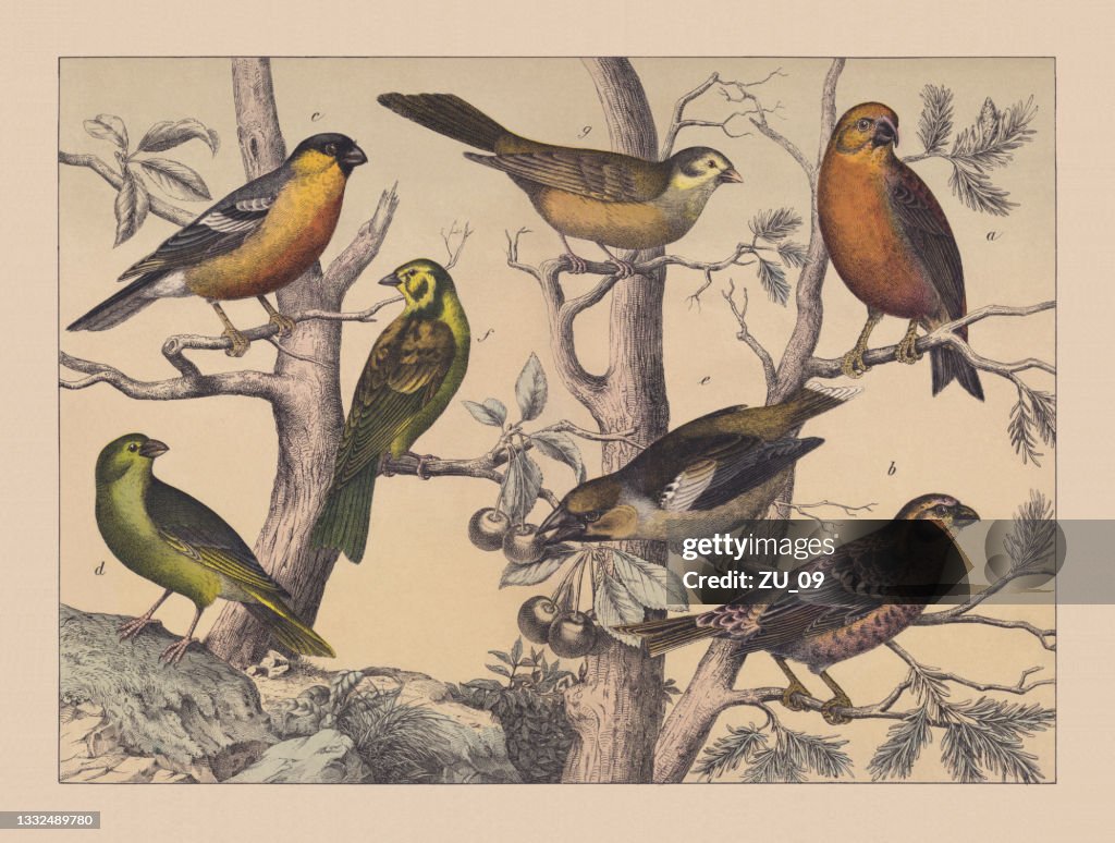 Songbirds (Passeriformes), hand-colored chromolithograph, published in 1882