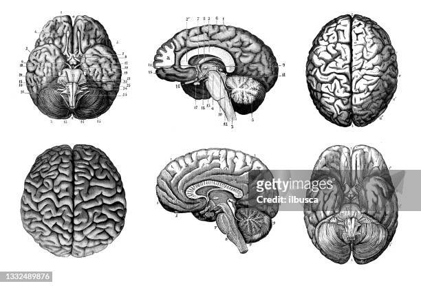 collection of antique anatomy illustration: human brain - archival stock illustrations