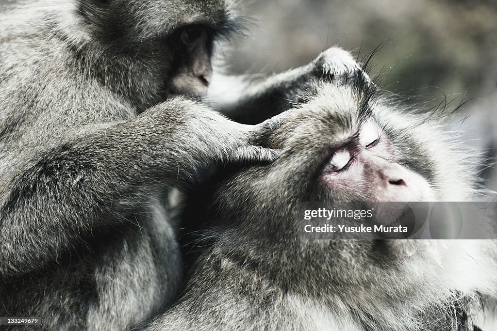 Japanese monkey being groomed