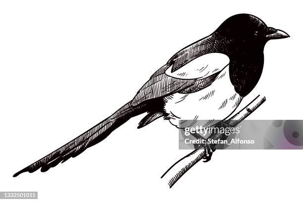 magpie vector drawing - magpie stock illustrations