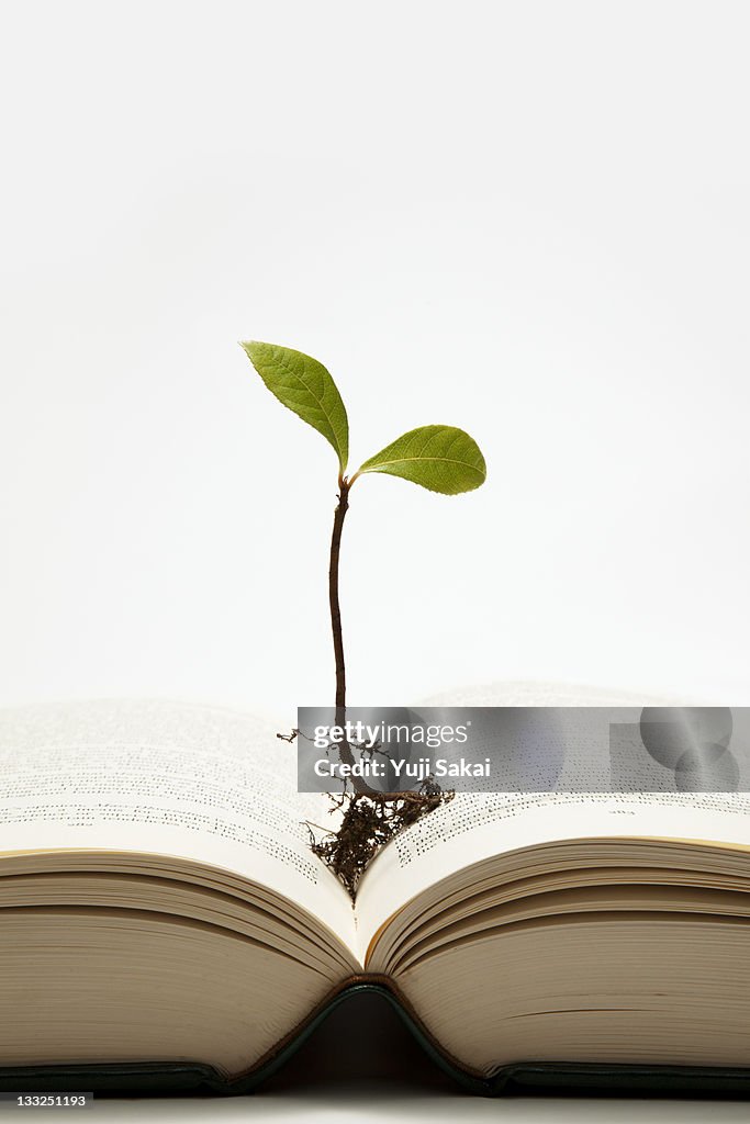 Sprout growing  on the book