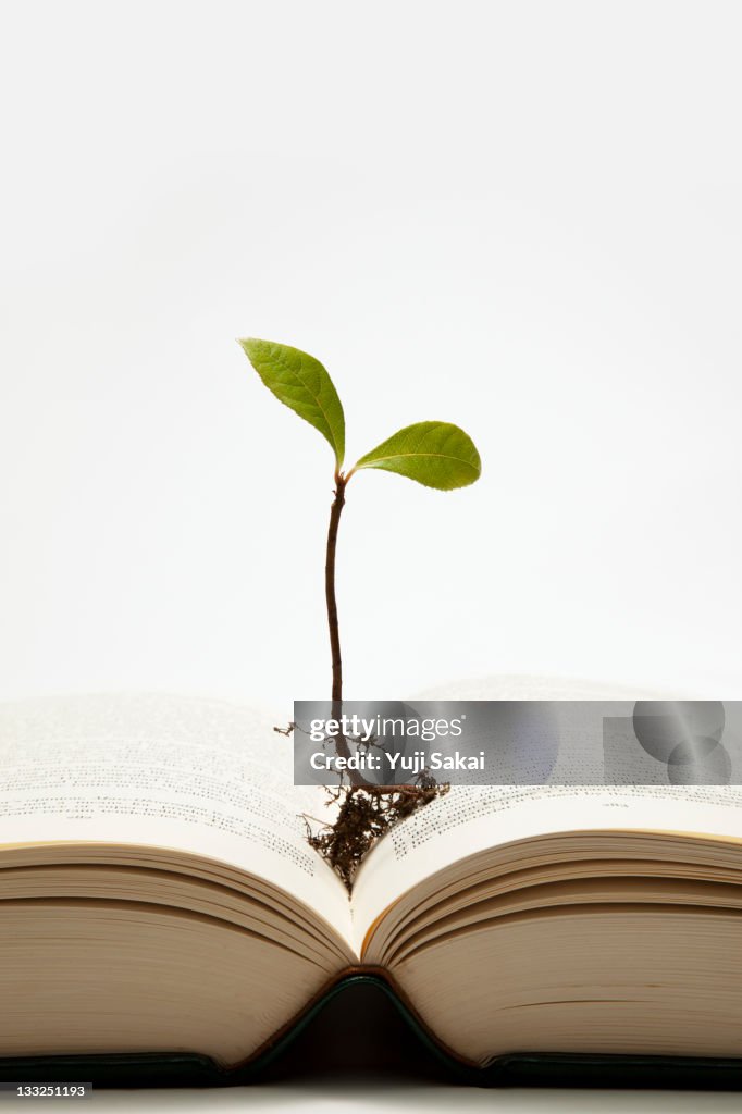 Sprout growing  on the book