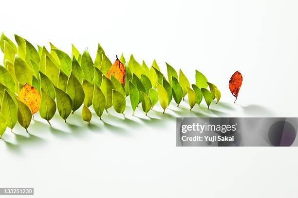 colored leave in the front of leaves - plant part stock pictures, royalty-free photos & images