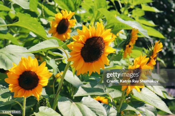 it's van gogh time of year in the park - flowering plant - fotografias e filmes do acervo