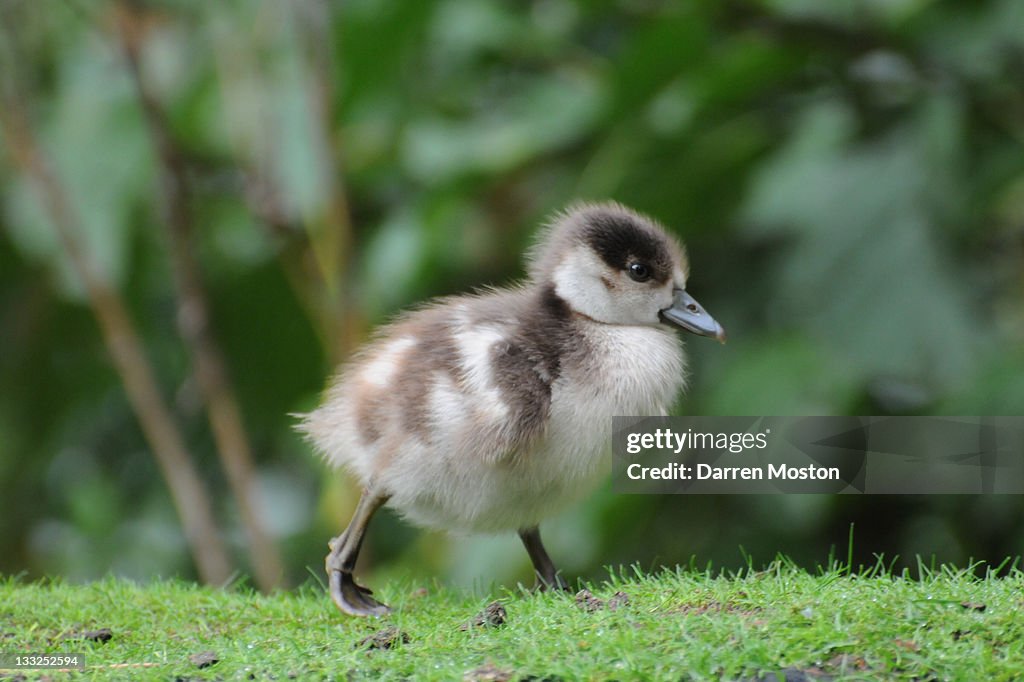 Egyptian Gosling walking