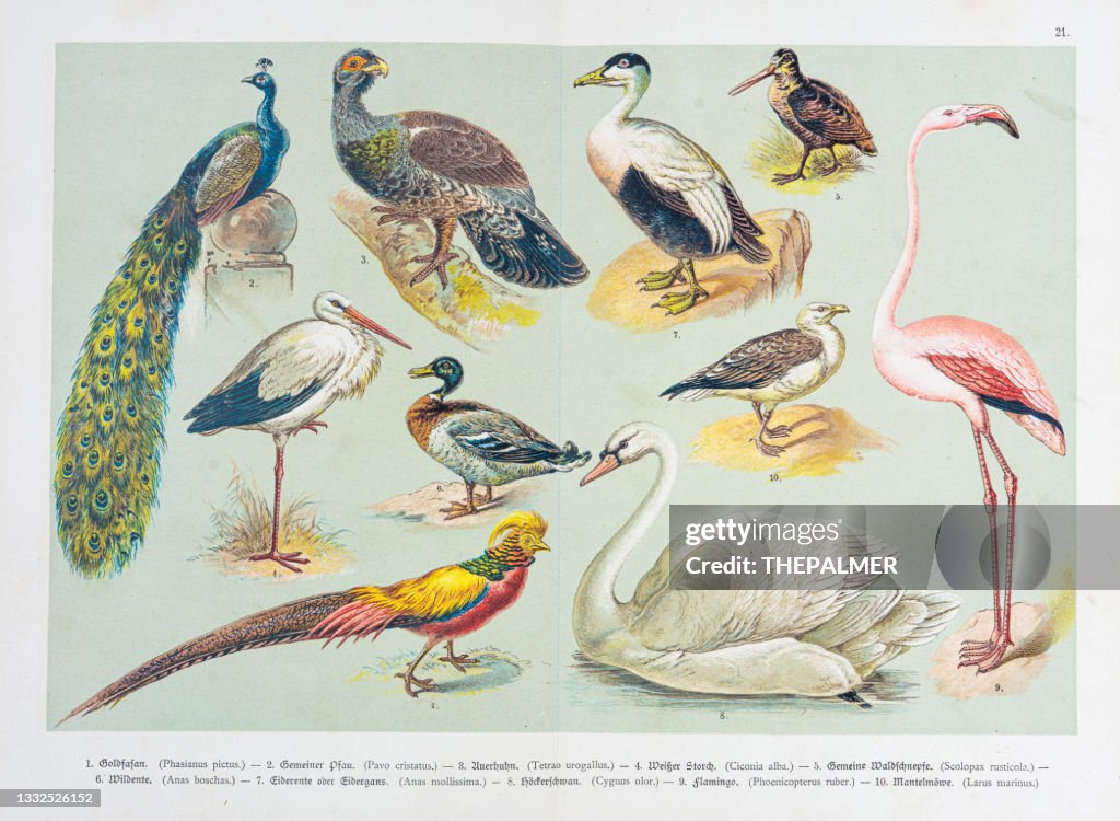 Pájaros - Flamenco, pavo real, garza, grousse de la grúa, ilustración 1888 del pato