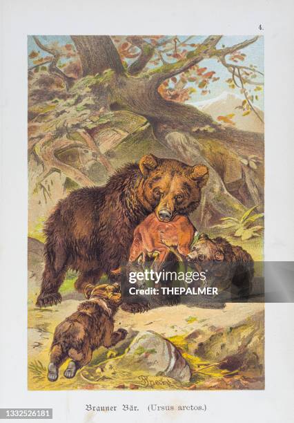 Ilustraciones de Oso Pardo - Getty Images Ilustraciones de Oso Pardo - Getty Images
