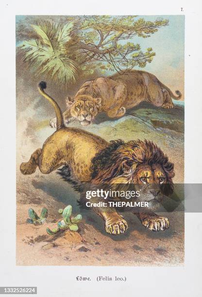 lion and lioness hunting chromolithographs 1888 - lion lioness stock illustrations