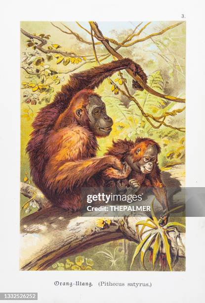 orangutan with baby chromolithographs 1888 - orangutan stock illustrations