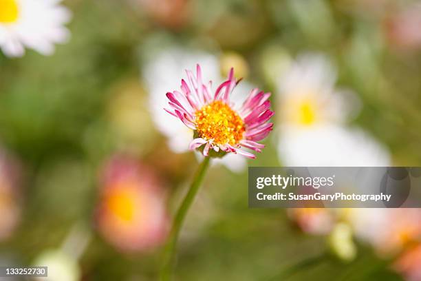 Sweet Pink Flower, Foto de stock