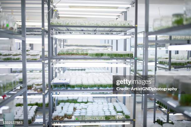 Intermediate Botany Lab 72 Botany Plant Reproduction Laboratory Stock Photos, High-Res Pictures ...