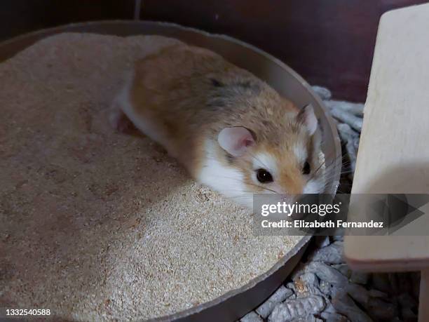 adult male dwarf roborovski hamster lying down on sandbox, close-up. - roborovski hamster stock pictures, royalty-free photos & images